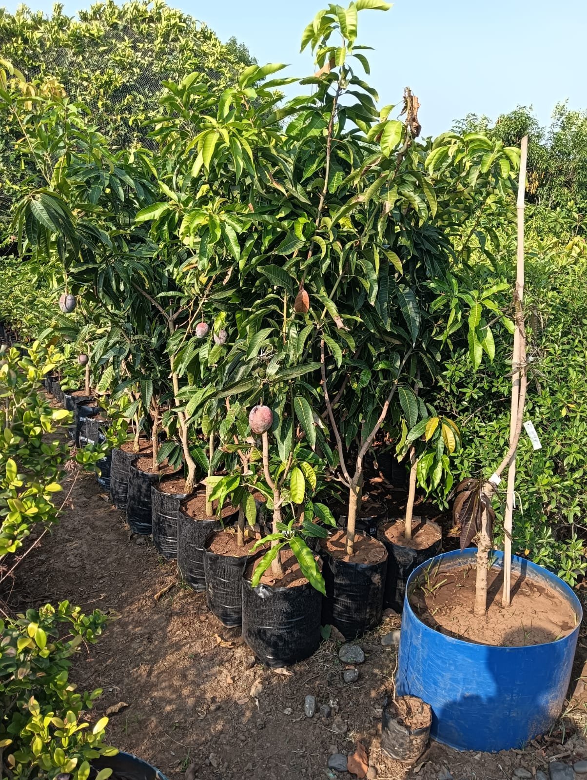 CSR initiative image 2